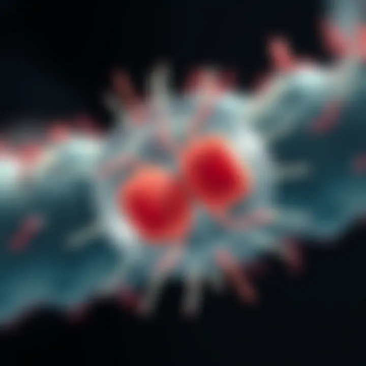 Cellular Changes in Amoeba During Binary Fission Diagram illustrating key cellular changes during amoeba reproduction by binary fission